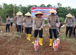 KAPOLRES PIMPIN TANAM JAGUNG KUARTAL II TAHUN 2026, POLRES BENGKULU UTARA DUKUNG KETAHANAN PANGAN