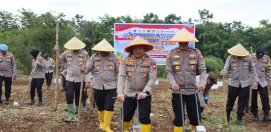 KAPOLRES PIMPIN TANAM JAGUNG KUARTAL II TAHUN 2026, POLRES BENGKULU UTARA DUKUNG KETAHANAN PANGAN